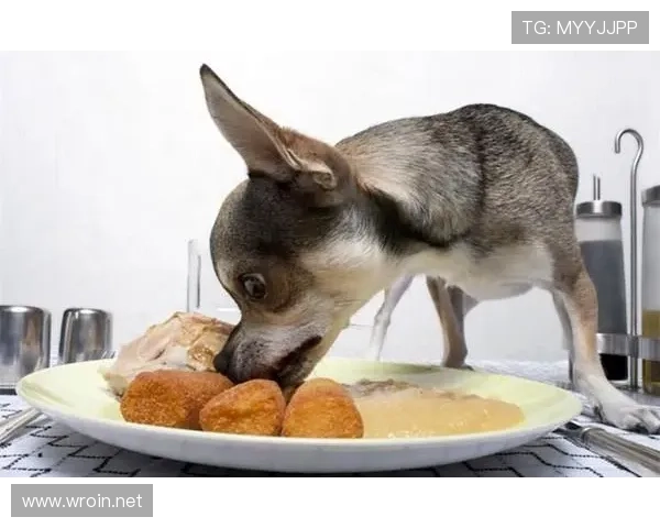 蒋圣龙家的狗都比我家吃得好